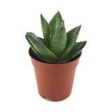 Gasteria Aloe 'tiga' - Sukulent Katüs Çiçeği