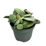 Gasteria Glomerata (Sukulent)