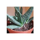Gasteria Pillansii Sukulent Bitki, BTSTS89