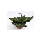 Gasteria Pillansii Sukulent Bitki, SRD1322025BYB269