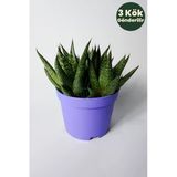 Gasteria Sukulent – 3 Kök Canlı Dekoratif Ev Bitkisi – Kolay Bakı