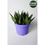 Gasteria Sukulent Canlı Dekoratif Ev Bitkisi – 3 Kök