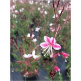 Gaura 2 Adet Lindheimeri (Gavura Çiçeği) 20-30CM Kırmızı Beyaz