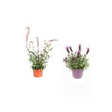 Gaura Çiçeği(20-40)+Kokulu Mor Lavanta Fidanı(15-30Cm) Dış Mekan Bitkisi, SRD04022025BYB931