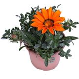 Gazanya Çiçeği – Koyun Gözü Saksı'da (gazania)
