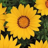 Gazanya Çiçeği Tohumu ( Büyük Çiçek Kalıcı ) Sarı Renkli - 8 Tohum