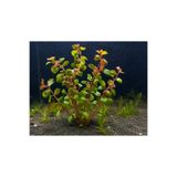 GB AQUA Ludwigia Super Red Akvaryum Bitkisi | Kırmızı Canlı Bitki | 5 Dal