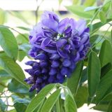 Geçci Mor Salkım Fidanı Wisteria Frutescens Amethyst Falls