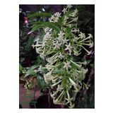 Gece Kokan Melisa Parfüm Çiçeği 1 Adet Saksıda (Cestrum Nocturnum), GDB110724NA34