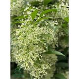 Gece Kokan Melisa Parfüm Çiçeği 1 Adet Saksıda (Cestrum Nocturnum)