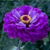 Gece Mavisi Zinnia Kirli Hanım Çiçeği Tohumu -40 Adet