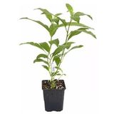 Gece Sefası Kolonya Limon Çiçeği Fidanı Melisa 10-30 Cm