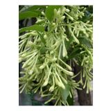 Gece Yasemini (Cestrum Nocturnum) Melisa Çiçeği 1 Adet Saksılı 30-60Cm