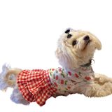 Gedyco Kirazlı Kareli Küçük Irk Köpek Elbisesi (L)