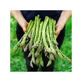Geleneksel Asparagus Kuşkonmaz Tohumu, 20 Tohumluk Paket