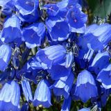 Geleneksel Ata Tohumları Blue King Mavi Çan Çiçeği Tohumu(100 Tohum)