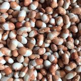 Geleneksel Ata Tohumları Keklik Sırık Fasulye Tohumu (10 Tohum)