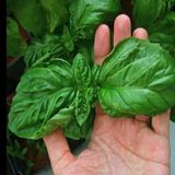 Geleneksel Ata Tohumları Large Leaf Marul Yapraklı Fesleğen Tohumu (250 Tohum)