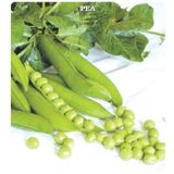 Geleneksel Bezelye Tohumu (25 gram)