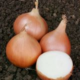 Geleneksel Erkenci Teksas Grano Soğan Tohumu (50 Tohum)
