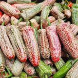 Geleneksel Jalapeno Farmers Biber Tohumu (10 Tohum)