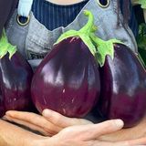 Geleneksel Kızartmalık Yemeklik Etli Topan Dilimli Patlıcan Tohumu (70 Tohum)