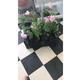 Geleneksel Kokulu Reçellik Pembe Isparta Yağ Gülü Fidanı 15-25 Cm