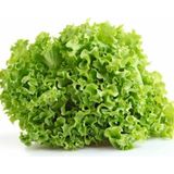 Geleneksel Soğuğa Dayanıklı Curly Kışlık Yeşil Kıvırcık Marul Tohumu (100Tohum)