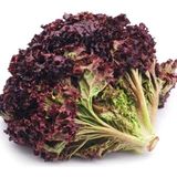 Geleneksel Soğuğa Dayanıklı Ruby Red Kırmızı Kıvırcık Marul Tohumu (100Tohum)