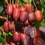 Geleneksel Soğuklara Dayanıklı Kivi Actinidia Arguta Ken's Red Kırmızı Kivi Fidanı