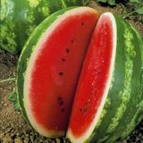 Geleneksel Tohum Yüksek Aromalı Crimson Sweet Karpuz Tohumu (20 Tohum)
