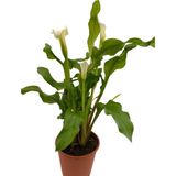 Gelin Çiçeği Gala Çiçeği Beyaz 15-25 Cm