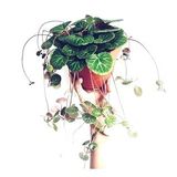 Gelin Teli Çiçeği – Begonia Saxifraga (Askılı Saksıda)