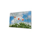 Gelincik Çiçeği Cam Tablo 4mm Dayanıklı Temperli Cam Poppy Flower Glass Wall Art