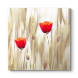 Gelincik Çiçeği Tablosu 60 x 60