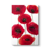 Gelincik Çiçeği Vektör Tablosu 100 x 140