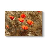 Gelincik Esintileri Tablosu 75 x 50