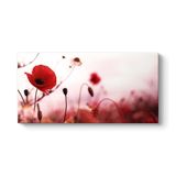 Gelincik Yalnızlık Tablosu 120 x 60