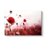 Gelincik Yalnızlık Tablosu 75 x 50
