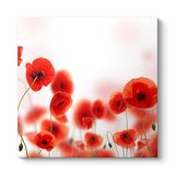 Gelincikler Tablosu 70 x 70