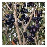 Gemlik Etli Salamuralık Trilye Zeytin Fidanı