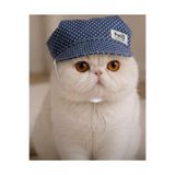 Genel Markalar PatiQ Mavi Puantiyeli Kedi Şapkası 🎀🐱 M BEDEN (2,5-5,5 KG ARSI İÇİN)
