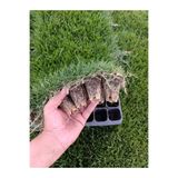 Genel Markalar Zoysia matrella 432 adet fide (İnce Yapraklı, Koyu yeşil) 72 lik viol
