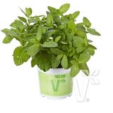 Geniş Yapraklı Hızlı Gelişen Garden Mint Bahçe Nanesi Fidesi 2 Adet