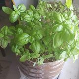 Geniş Yapraklı İtalyan Fesleğen Tohumu (1 kg)