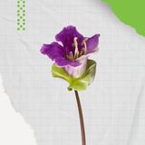 Genta Hobitar Çan Sarmaşığı Çiçek Tohumu - 10 Adet