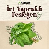 Genta Hobitar Iri Yapraklı Fesleğen Tohumu - 1 gr