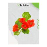 Genta Hobitar Karışık Renkli Latin Çiçeği Tohumu - 24 Adet
