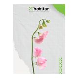 Genta Hobitar Nazende Çiçeği Tohumu - 12 Adet