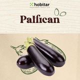 Genta Hobitar Patlıcan Tohumu - 1 gr